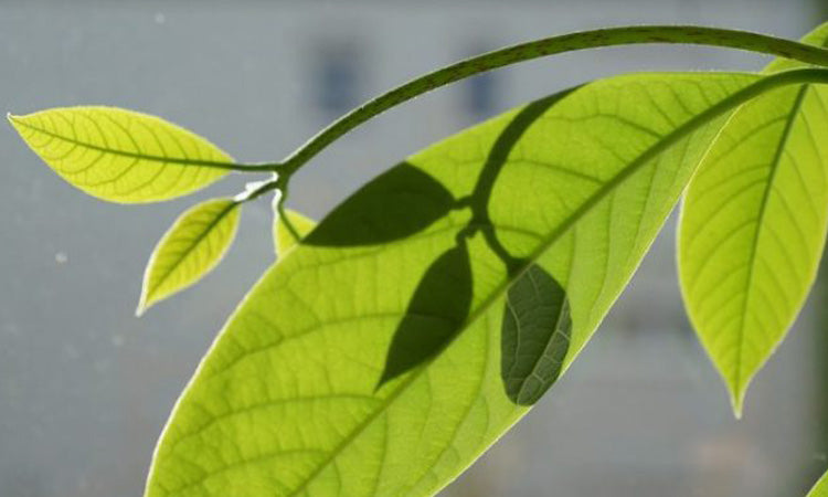 Fact vs. Fiction - Do Human Stem Cells Outperform Plant Stem Cells?